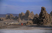 Mineral 'chimneys' of Lac Abbe, Djibouti, East Africa + herdsman with flock of goats. Chimneys