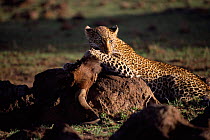Leopard with Wildebeest kill, Masai Mara, Kenya. 'Safi' from Big Cat Diary 2000