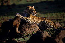 Leopard with Wildebeest kill. Masai Mara, Kenya. 'Safi' from Big Cat Diary 2000