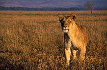 Lioness {Panthera leo} Masai Mara, Kenya. From the Marsh pride,  2002