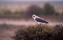 Red backed buzzard {Buteo polyosoma} Argentina