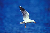 Grey hooded gull landing {Chroicocephalus cirrocephalus} Argentina