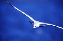 Grey hooded gull flying {Chroicocephalus cirrocephalus} Argentina