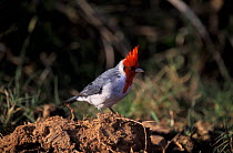 Red crested cardinal {Paroaria coronata} Argentina