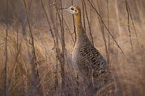Red winged tinamou camouflaged in grass {Rhynchotus rufescens} Argentina
