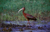 White faced ibis in marsh {Plegadis chihi} Argentina
