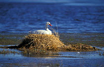 Coscoroba swan on nest {Coscoroba concoroba} Argentina