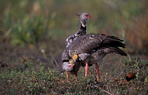 Crested (southern) screamer, pair caring for chick {Chauna torquata} + Rail, Argentina