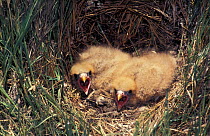 Yellow headed / Chimango caracara chicks in nest {Milvago chimachima} Argentina