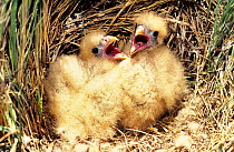 Yellow headed / Chimango caracara {Milvago chimachima} chicks in nest,  Argentina