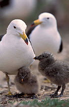 Band-tailed gull + chicks {Larus belcheri} Argentina