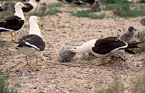 Band-tailed gull defending chick {Larus belcheri} Argentina