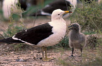 Band-tailed gull + chick {Larus belcheri} Argentina