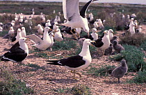 Band-tailed gulls breeding colony {Larus belcheri} Argentina