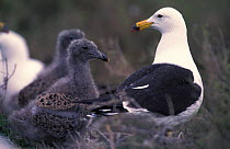 Band-tailed gull + chicks {Larus belcheri} Argentina