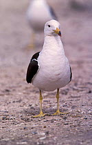 Band-tailed gull {Larus belcheri} Argentina