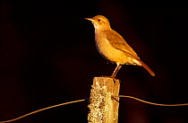 Ovenbird/ Rufous hornero {Furnarius rufus} Argentina