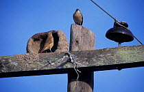Ovenbird / Rufous hornero pair at nest on telegraph pole {Furnarius rufus} Argentina