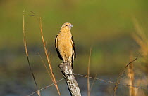 Yellow headed / Chimango caracara {Milvago chimachima} perched,  Argentina
