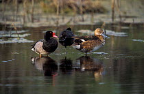 Rosi-billed pochard duck pair {Netta peposaca} + Coot. La Pampa, Argentina
