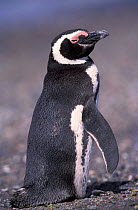 Magellanic penguin {Spheniscus magellani} Patagonia, Argentina