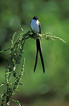 Fork tailed flycatcher {Tyranus savana} La Pampa, Argentina