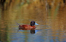 Lake duck, male swimming {Oxyura vittata} Argentina