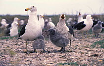 Band-tailed gull with juvenile + chicks calling {Larus belcheri} Argentina