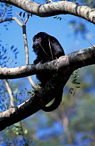 Black howler monkey female in tree {Alouatta caraya} Ibera, Argentina