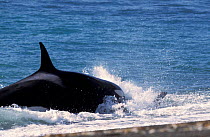 Killer whale {Orcinus orca} hunting sealion on beach Valdez, Chubut, Argentina