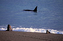 Killer whale {Orcinus orca} hunting sealion along coast, Valdez, Patagonia, Argentina