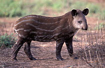 Brazilian tapir juvenile {Tapirus terrestris} captive Chaco, Argentina
