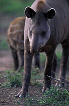 Brazilian tapir {Tapirus terrestris} captive, Chaco, Argentina