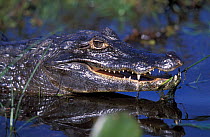 Jacare caiman portrait {Caiman crocodilus yacare} Ibera marshes, Argentina