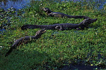 Three Jacare caiman {Caiman crocodilus yacare} Ibera marshes, Argentina