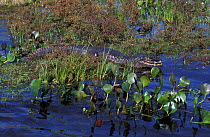 Jacare caiman on Ibera marshes {Caiman crocodilus yacare} Argentina