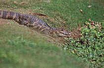 Broad nosed (snouted) caiman {Caiman latirostris} Chaco, Argentina