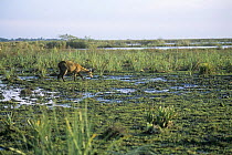 Marsh deer (Blastocerus dichotomus) wading in Ibera marshes, Argentina, vulnerable species