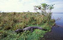 Jacare caiman {Caiman crocodilus yacare} in Ibera Marshes, Argentina