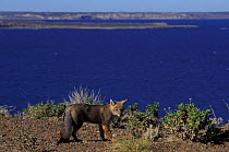 Argentine grey fox {Pseudolopex griseus} Peninsula Valdez, Patagonia, Argentina