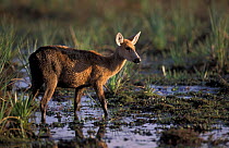 Marsh deer {Blastocerus dichotomus} Ibera marshes, Argentina