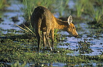 Marsh deer (Blastocerus dichotomus) in Ibera marshes, Argentina, vulnerable species