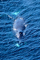 Aerial view of bowhead whale {Balaena mysticetus} showing large crown (hump) around blowhole,  Canadian Arctic