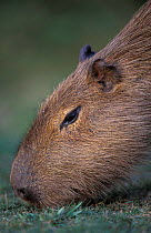Capybara grazing {Hydrochoerus hydrochaeris}Ibera marshes, Argentina