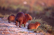 Capybara family {Hydrochoerus hydrochaeris} Ibera marshes NR, Argentina