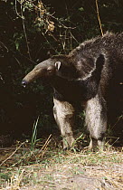 Giant anteater {Myrmecophaga tridactyla} Chaco, Argentina, captive