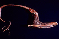 Umbrella mouth (Pelican) gulper eel {Eurypharynx pelecanoides} specimen