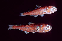 Metallic lanternfish, {Myctophum affine} pale dots are light-emitting organs - deep sea species specimen