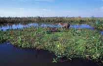 Capybara {Hydrochoerus hydrochaeris} Ibera marshes, Argentina