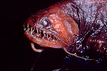 Scaleless dragonfish {Melanostomias sp.} - deep sea specimen